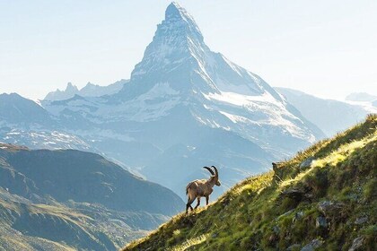 Private Tour to Zermatt from Zurich.