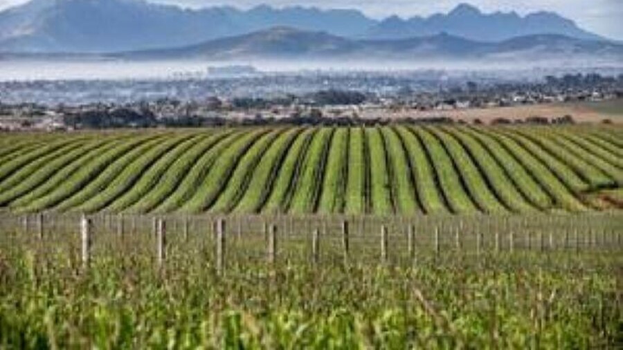 Durbanville Wine Valley Group Tour with Transfer