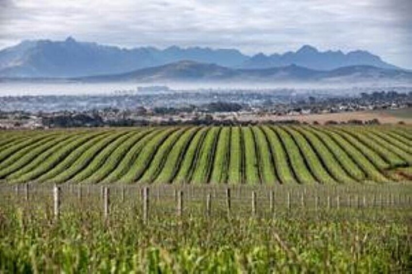 Durbanville Wine Valley Group Tour with Transfer