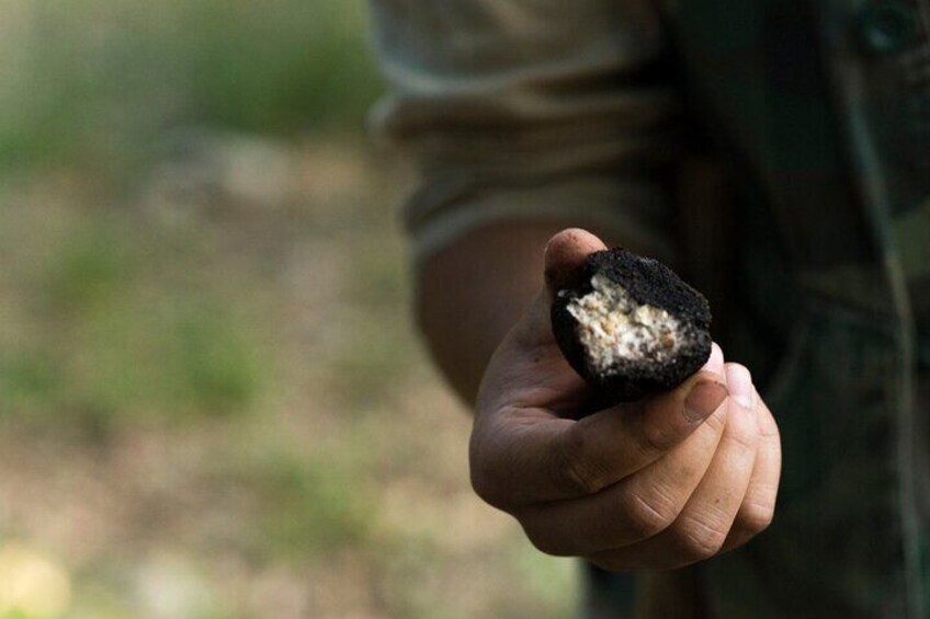 Truffle Forage and Feast