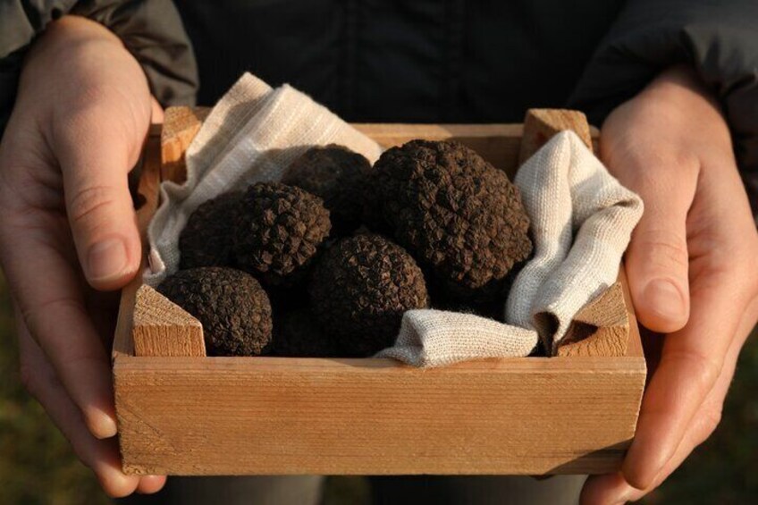 Truffle Forage and Feast