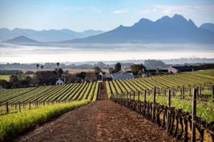 Half Day Winery Group Tour in Durbanville