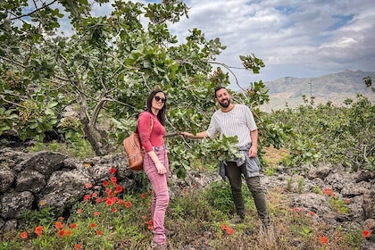 Bronte Pistachio Farm Tour and Lunch with Farmer