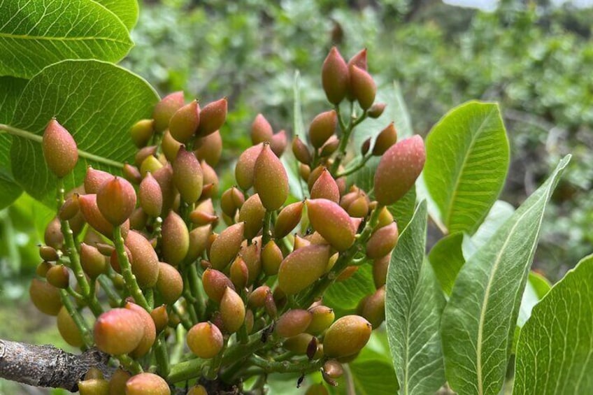Bronte Pistachio Farm Tour and Lunch with Farmer