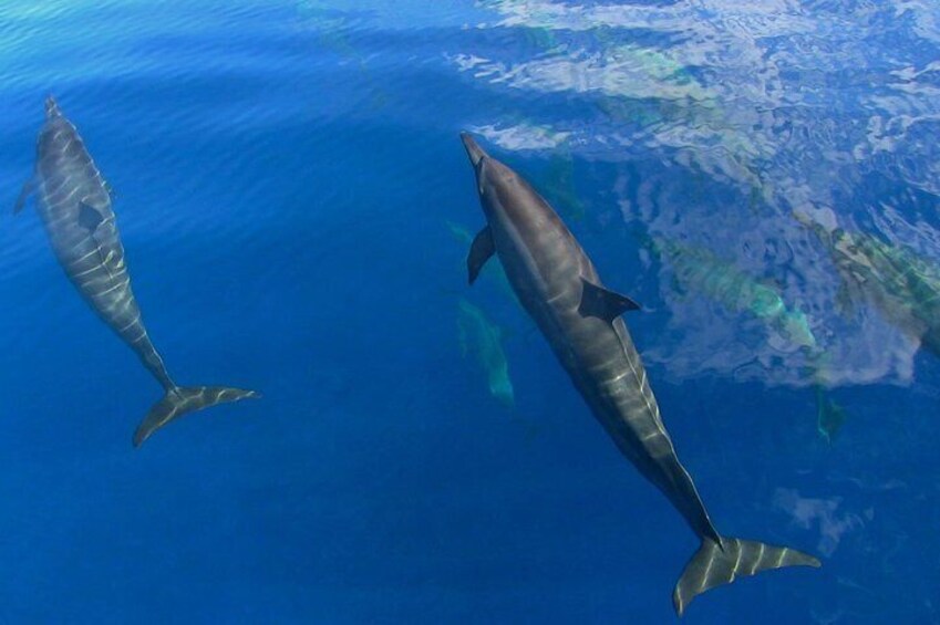 Dolphins Observation