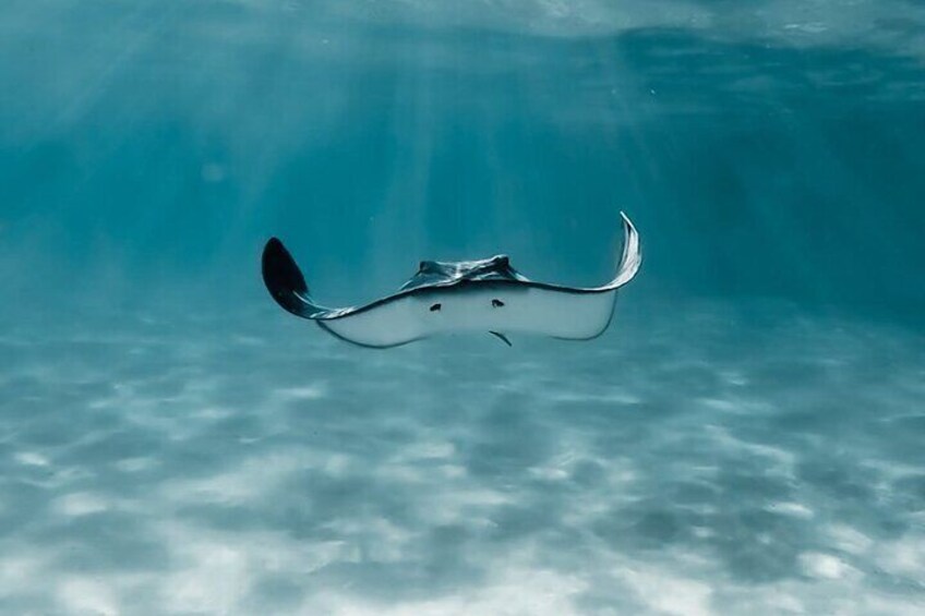 Sting Ray