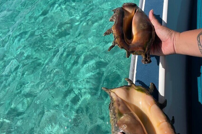Shell garden