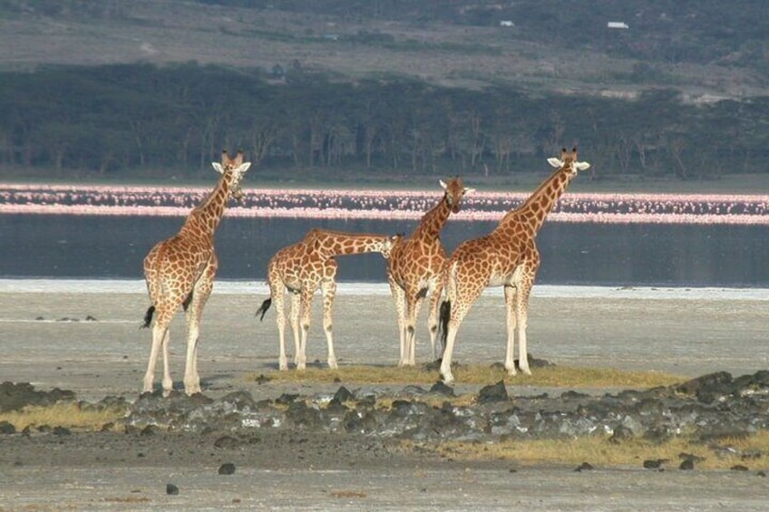 Lake Elementaita Guided Flamingoes Day Tour from Nairobi