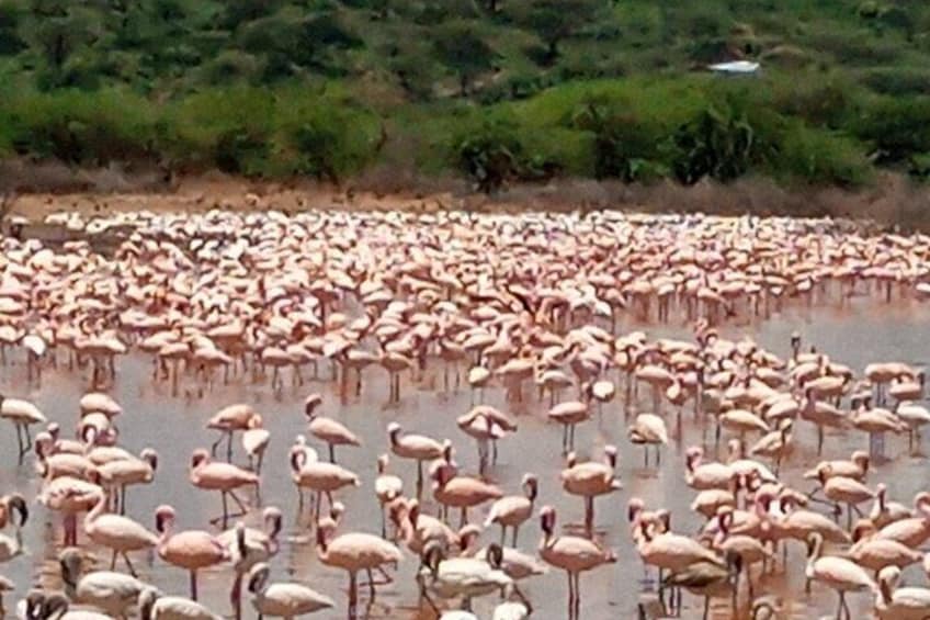 Lake Elementaita Guided Flamingoes Day Tour from Nairobi