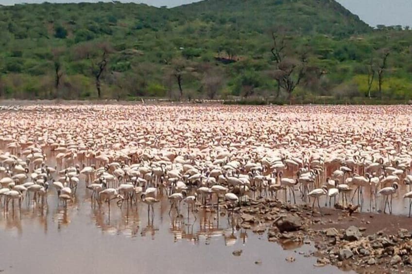 Lake Elementaita Guided Flamingoes Day Tour from Nairobi