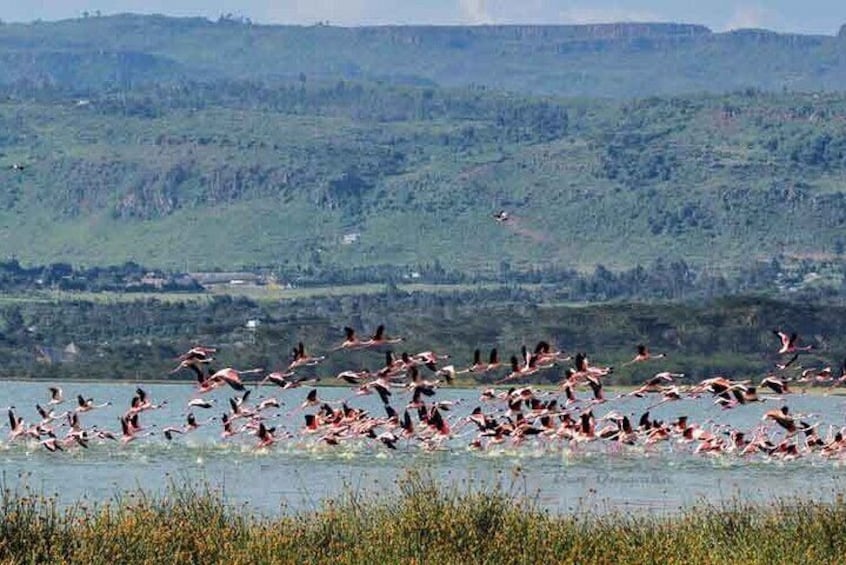 Lake Elementaita Guided Flamingoes Day Tour from Nairobi