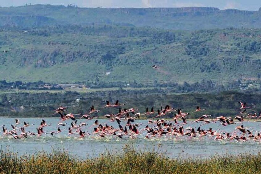 Lake Elementaita Guided Flamingoes Day Tour from Nairobi