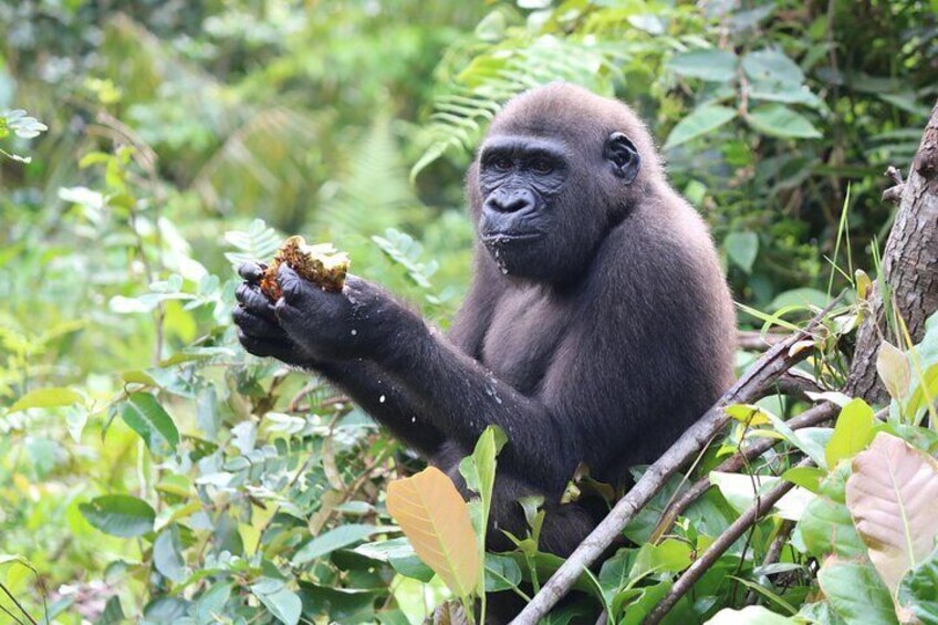 Gorilla Full Day in Lesio Luna Reserve From Brazzaville 