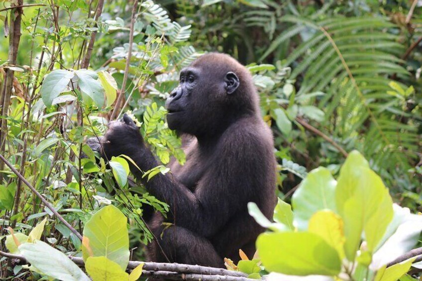 Gorilla Full Day in Lesio Luna Reserve From Brazzaville