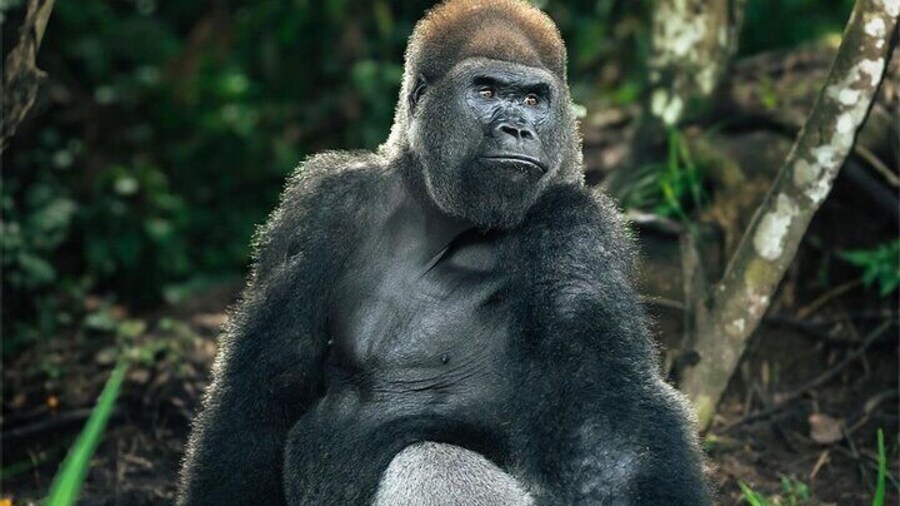 Gorilla Full Day in Lesio Luna Reserve From Brazzaville