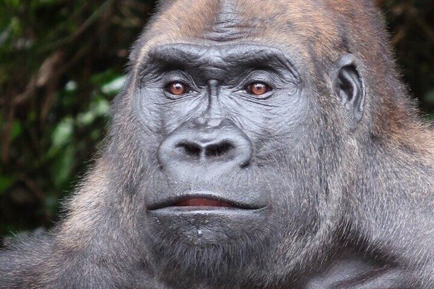 Gorilla Full Day in Lesio Luna Reserve From Brazzaville