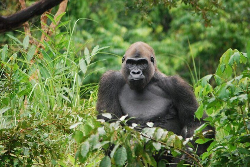 Gorilla Full Day in Lesio Luna Reserve From Brazzaville 