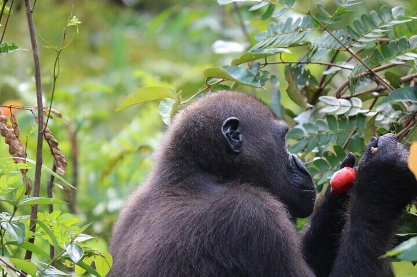 Gorilla Full Day in Lesio Luna Reserve From Brazzaville 
