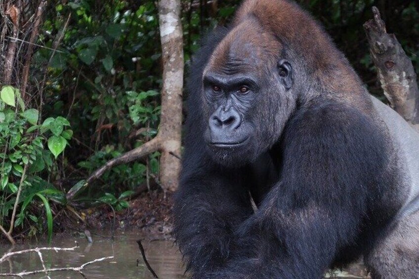 Gorilla Full Day in Lesio Luna Reserve From Brazzaville