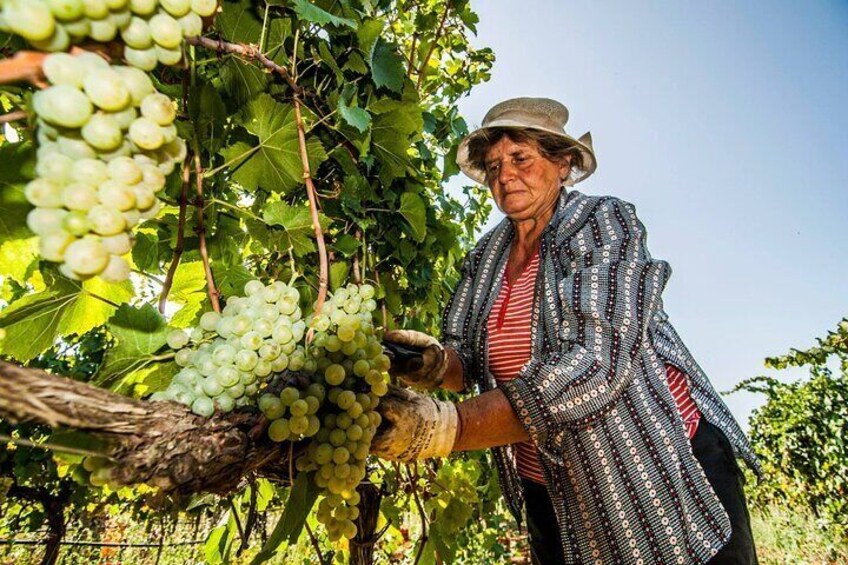 Magical Itria Valley Wine Tasting and Winery Tour