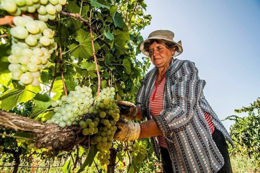 Magical Itria Valley Wine Tasting and Winery Tour