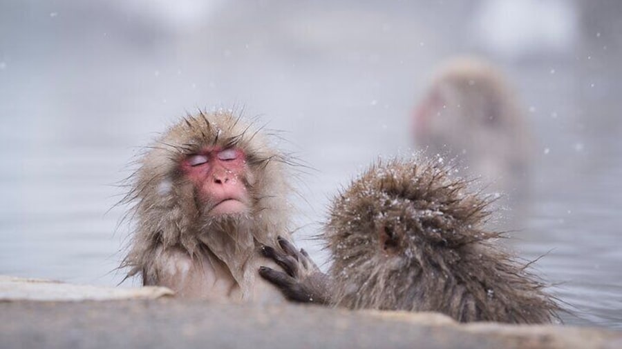 Snow Monkey, Hokusai & Sake: A Perfect Day in Nagano