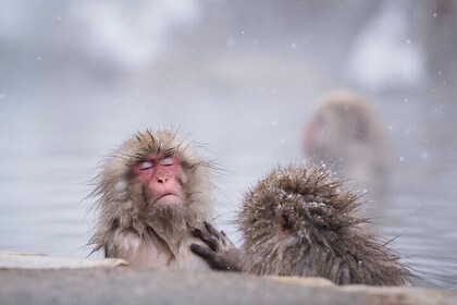 Snow Monkey, Hokusai & Sake: A Perfect Day in Nagano