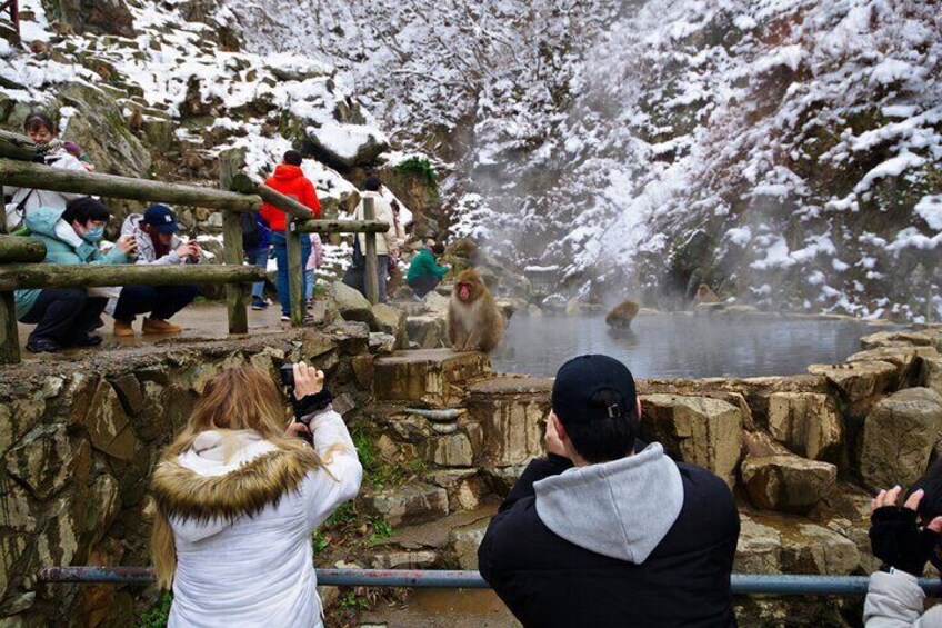 Snow Monkeys and Beyond: Obuse, Zenkoji, and Sake Experiences