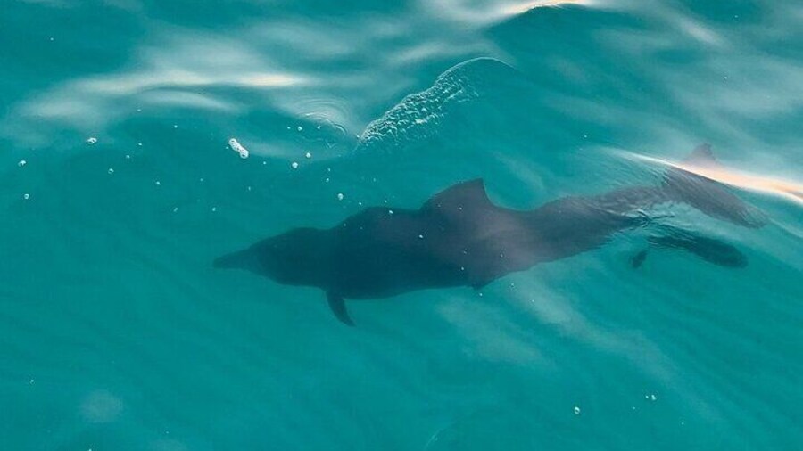 Dolphin siting in the bay waters during a Sandestin sunset eco-dolphin cruise.