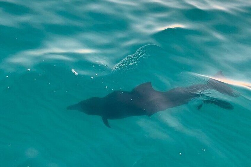 Dolphin siting in the bay waters during a Sandestin sunset eco-dolphin cruise. 