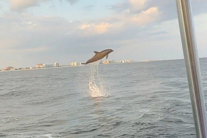 Dolphin siting in Sandestin on the SunVenture.