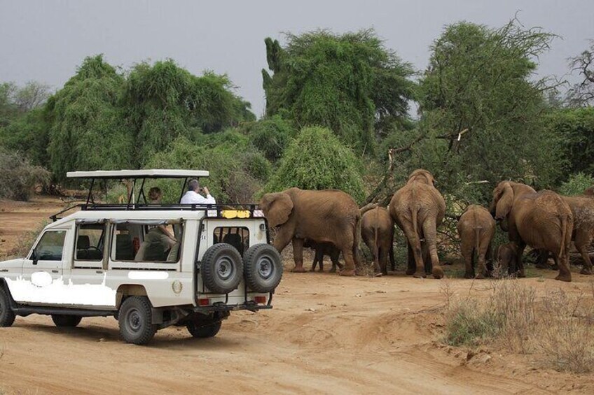 4 Days Aberdares and Samburu National Reserve Wildlife Safari