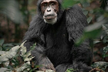 5 Days Gorillas, Chimps and Golden Monkeys Safari