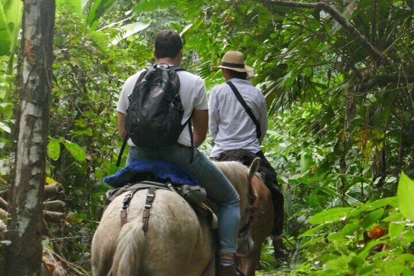 Horse Riding Through Jungle with Local Lunch