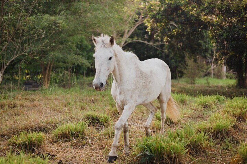 Horse Riding Through Jungle with Local Lunch