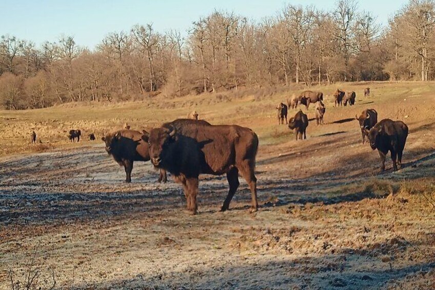 Bison National Reserve and Drakula’s Grave in a half day trip