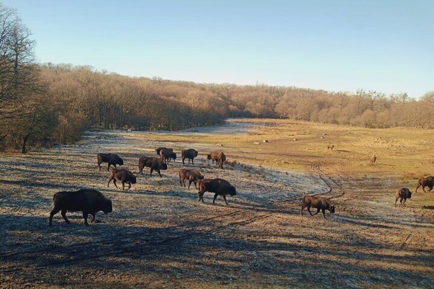 Bison National Reserve and Drakula’s Grave in a half day trip