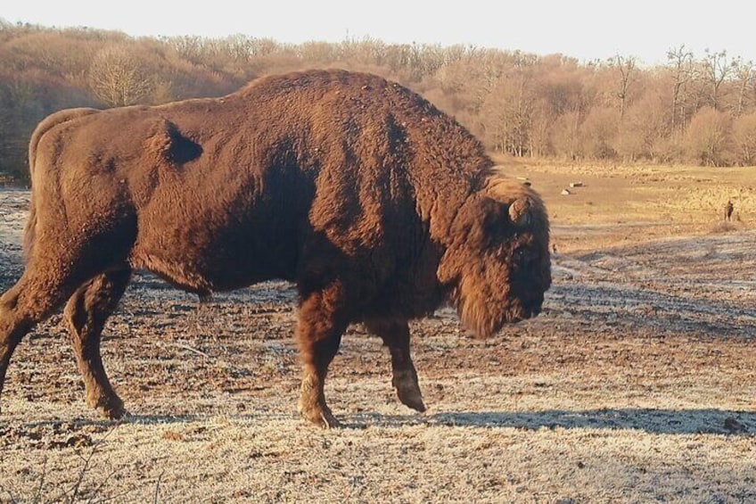 Bison National Reserve and Drakula’s Grave in a half day trip