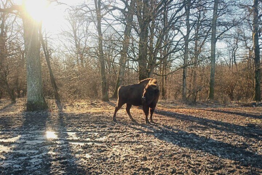 Bison National Reserve and Drakula’s Grave in a half day trip