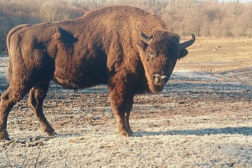 Bison National Reserve and Drakula’s Grave in a half day trip