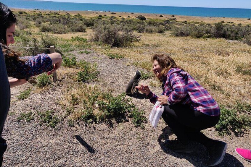 Punta Tombo Full Day with Entrace Fee from Puerto Madryn