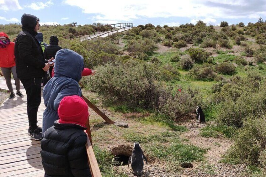 Punta Tombo Full Day with Entrace Fee from Puerto Madryn
