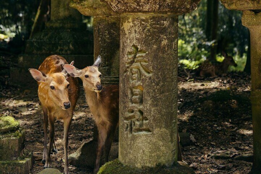 From Osaka, Nara Private Customizable Day Tour