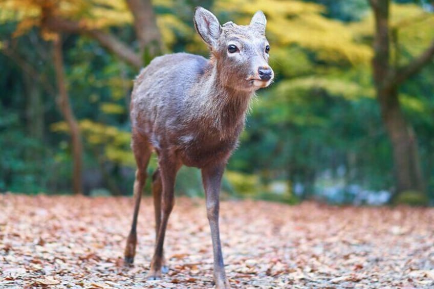 From Osaka, Nara Private Customizable Day Tour