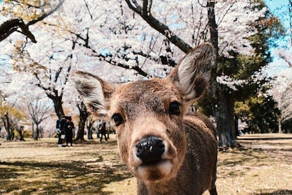 From Osaka, Nara Private Customisable Day Tour