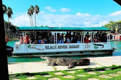 Black River Safari YS Falls Lunch Classic Combo From Negril