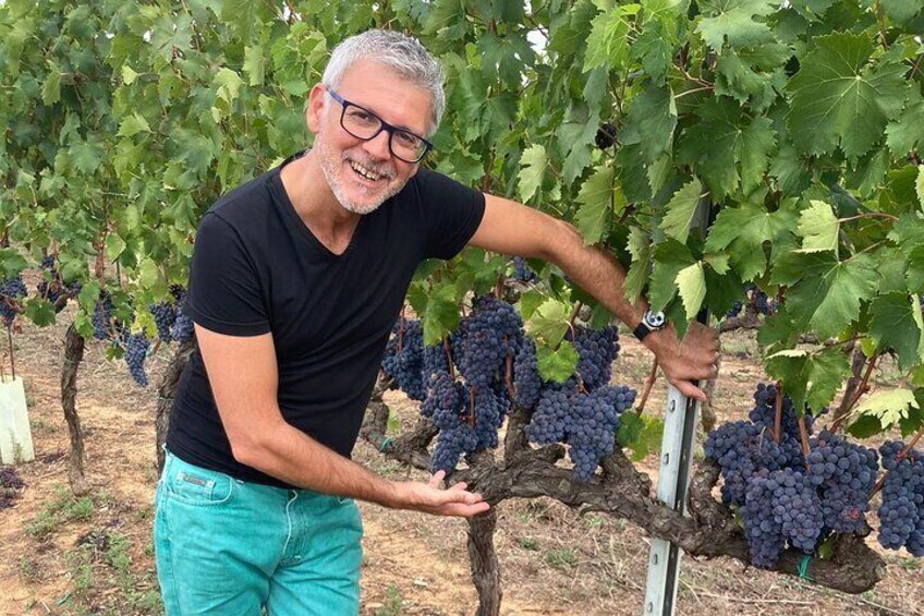 Simone and the Sangiovese grape !