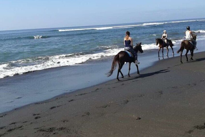 Saba Beach Horse Riding Bali Beach Horse Back Riding