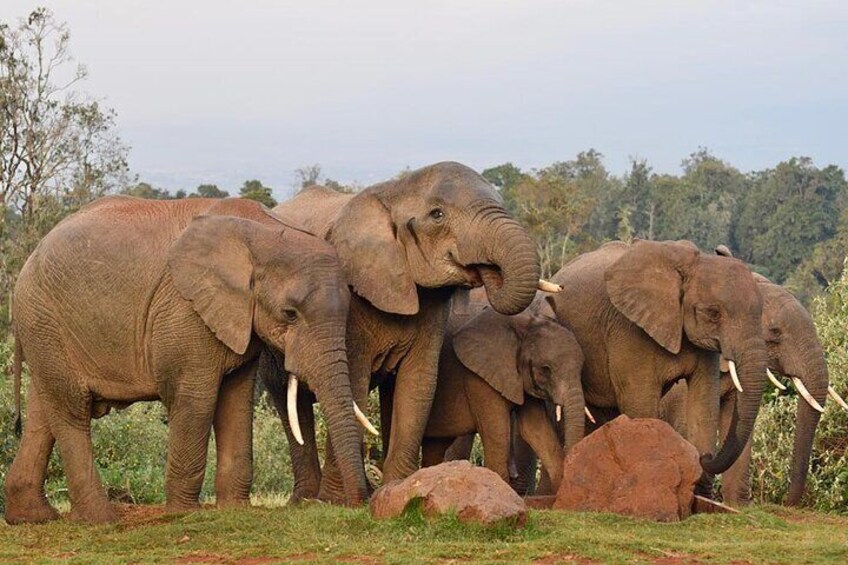 2 Days 1 Night Tour in Aberdares National Park Safari