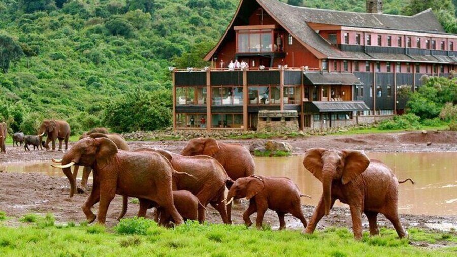 2 Days 1 Night Tour in Aberdares National Park Safari